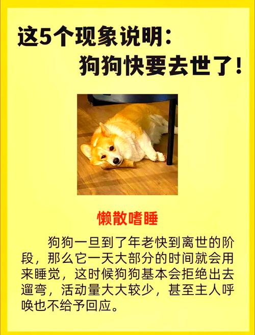 狗狗为什么不愿死在家里,狗为什么不想死在主人身边